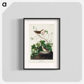 アートポスター-Lincoln Finch from Birds of America
 - アメリカの鳥たち Poster.