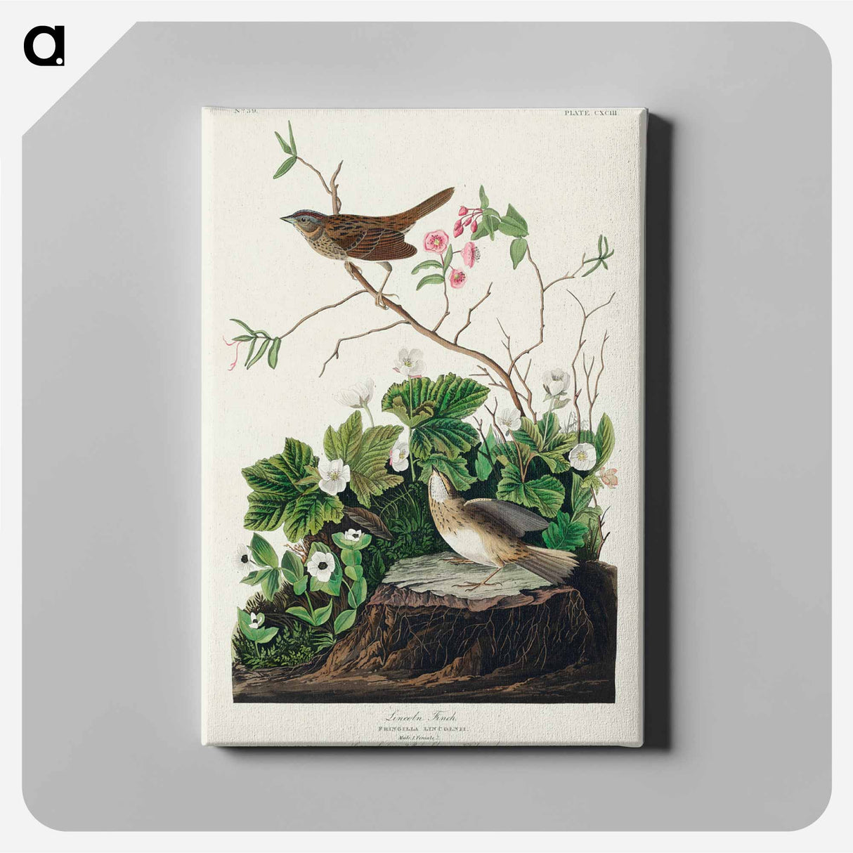 アートパネル-Lincoln Finch from Birds of America
 - アメリカの鳥たち Canvas.