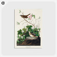 アートポストカード-Lincoln Finch from Birds of America
 - アメリカの鳥たち Postcard.