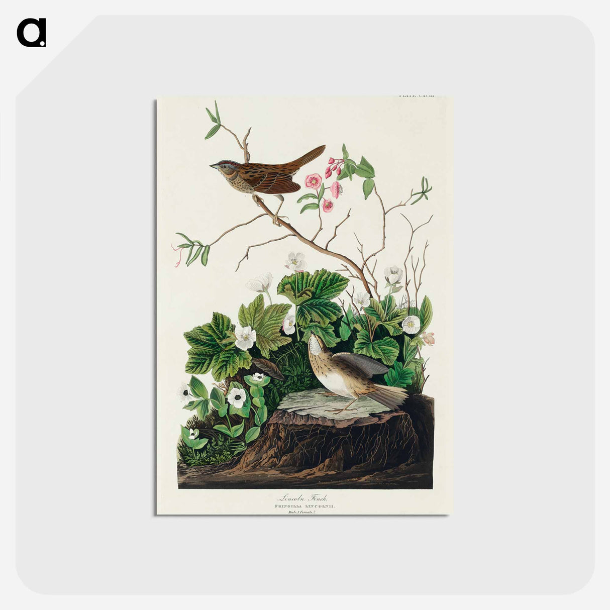 アートポストカード-Lincoln Finch from Birds of America
 - アメリカの鳥たち Postcard.