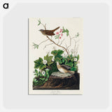 アートポストカード-Lincoln Finch from Birds of America
 - アメリカの鳥たち Postcard.