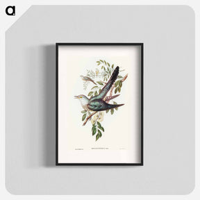 アートポスター-Australian Cuckoo
 - オーストラリアの鳥 Poster.