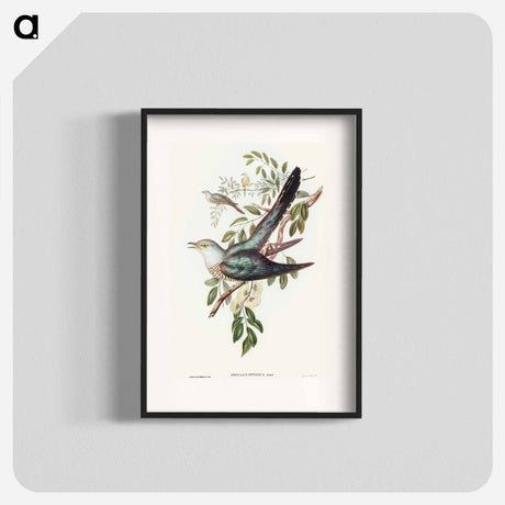 アートポスター-Australian Cuckoo
 - オーストラリアの鳥 Poster.