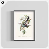 Australian Cuckoo
 - オーストラリアの鳥 Poster.