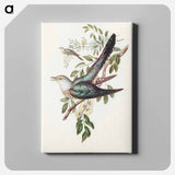 アートパネル-Australian Cuckoo
 - オーストラリアの鳥 Canvas.