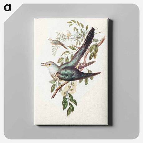 アートパネル-Australian Cuckoo
 - オーストラリアの鳥 Canvas.