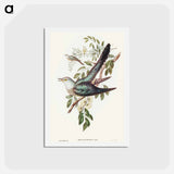 アートポストカード-Australian Cuckoo
 - オーストラリアの鳥 Postcard.