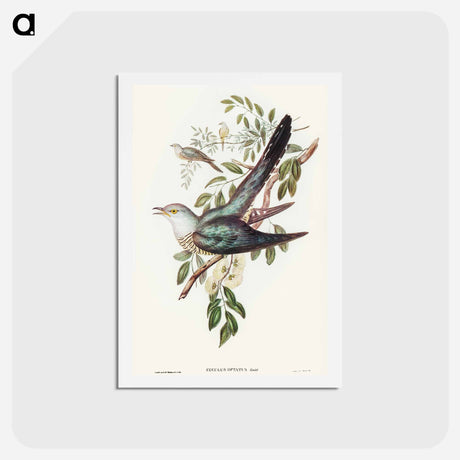 アートポストカード-Australian Cuckoo
 - オーストラリアの鳥 Postcard.