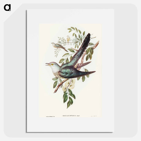 アートポスター-Australian Cuckoo
 - オーストラリアの鳥 Poster.