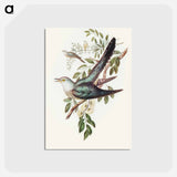 アートポストカード-Australian Cuckoo
 - オーストラリアの鳥 Postcard.
