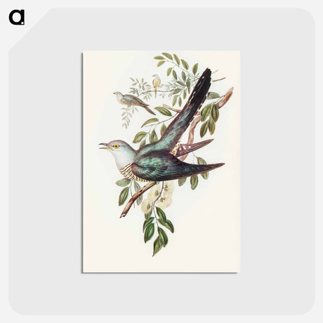 アートポストカード-Australian Cuckoo
 - オーストラリアの鳥 Postcard.