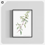 1-96_The-Lilies_blk-crop