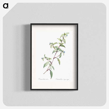 1-96_The-Lilies_blk