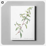 1-96_The-Lilies_canvas