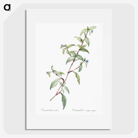1-96_The-Lilies_picture