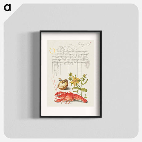 アートポスター-Insect, English Walnut, Saint John's Wort, and Crayfish
 - 書道のお手本 Poster.