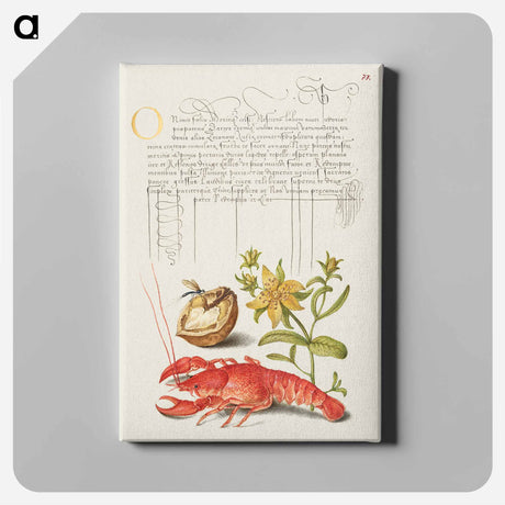 アートパネル-Insect, English Walnut, Saint John's Wort, and Crayfish
 - 書道のお手本 Canvas.