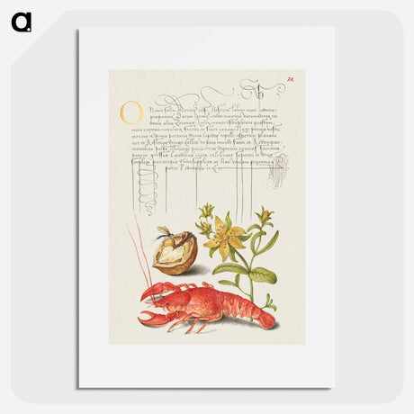 アートポスター-Insect, English Walnut, Saint John's Wort, and Crayfish
 - 書道のお手本 Poster.