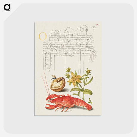 アートポストカード-Insect, English Walnut, Saint John's Wort, and Crayfish
 - 書道のお手本 Postcard.