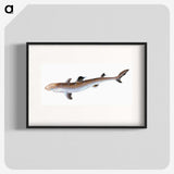 1-96_The-Natural-History-of-British-Fishes_blk