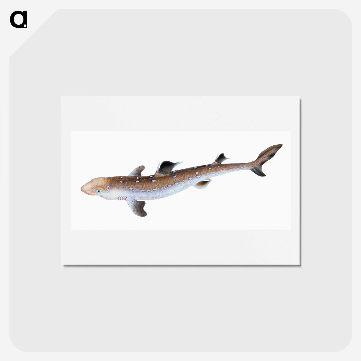 1-96_The-Natural-History-of-British-Fishes_hagaki