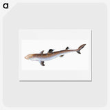 1-96_The-Natural-History-of-British-Fishes_hagaki