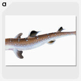 1-96_The-Natural-History-of-British-Fishes_picture-crop