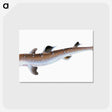 1-96_The-Natural-History-of-British-Fishes_postcard