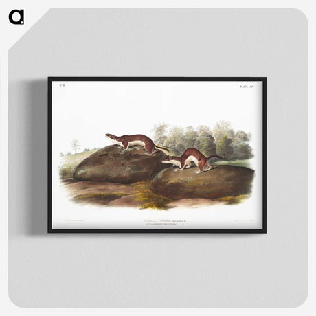 1-96_The-Viviparous-Quadrupeds_blk-crop