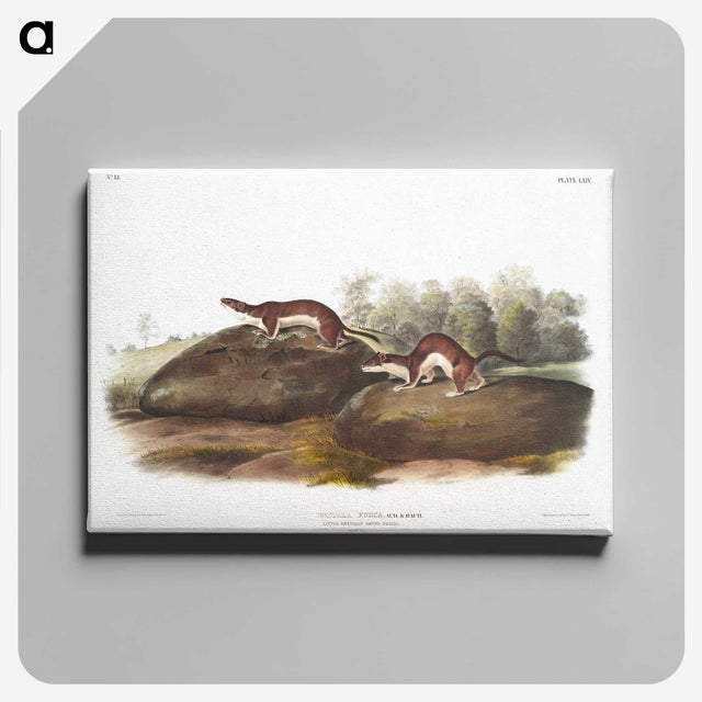 1-96_The-Viviparous-Quadrupeds_canvas