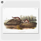 1-96_The-Viviparous-Quadrupeds_picture-crop