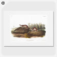 1-96_The-Viviparous-Quadrupeds_picture