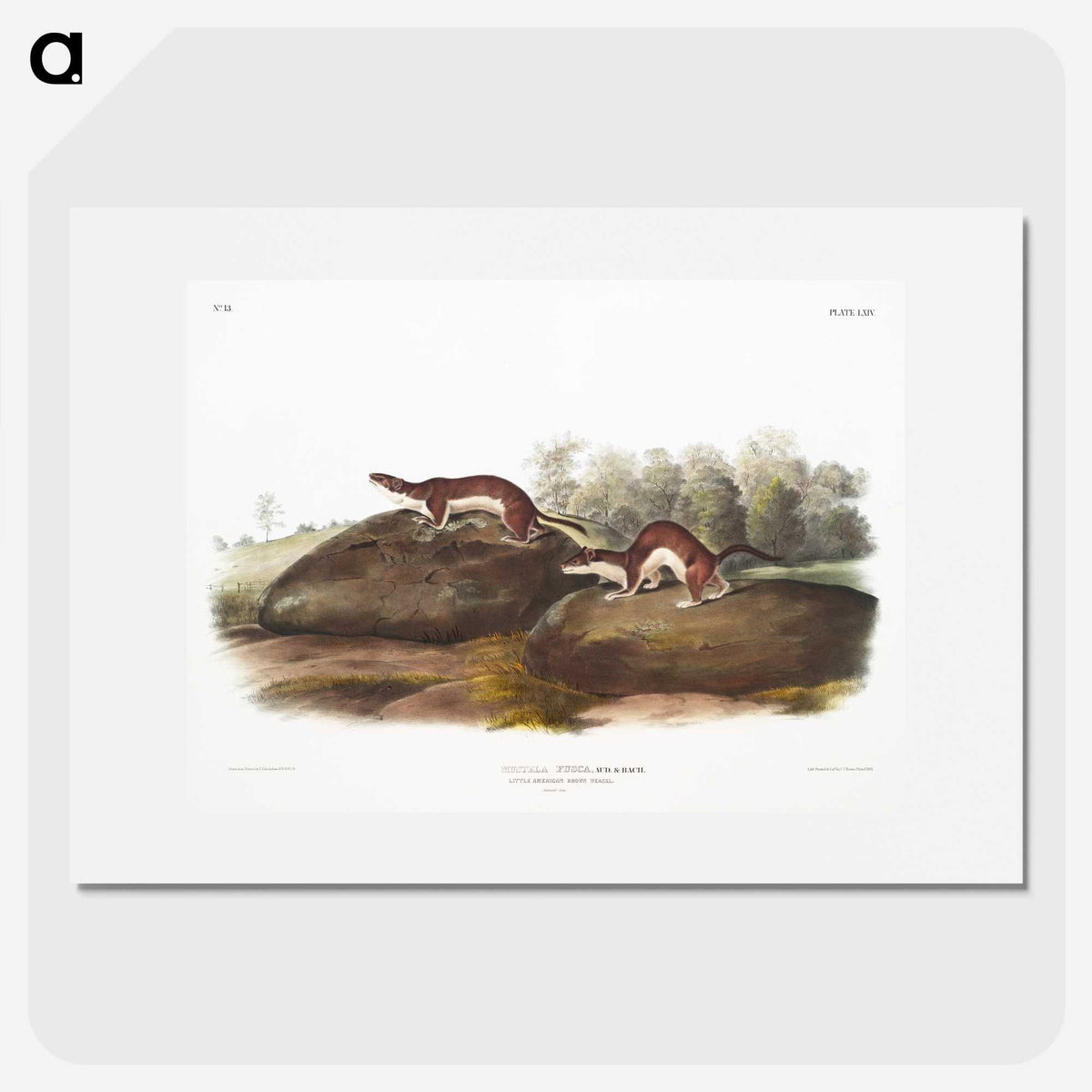 1-96_The-Viviparous-Quadrupeds_picture