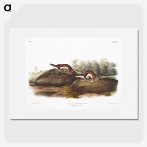 1-96_The-Viviparous-Quadrupeds_picture