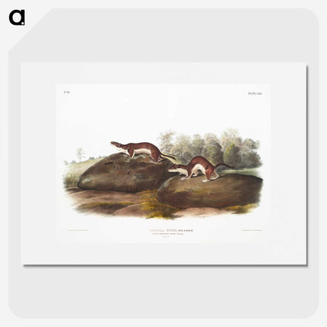1-96_The-Viviparous-Quadrupeds_picture