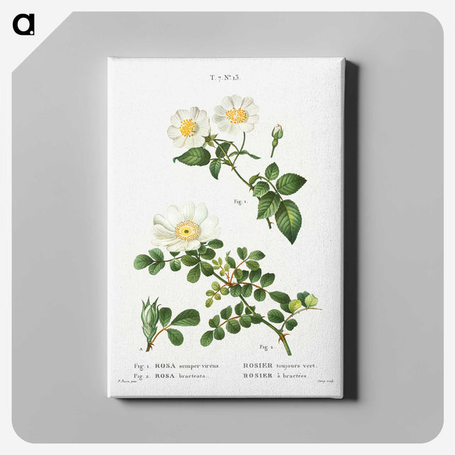 1-96_Treatise-on-Trees-and-Shrubs_canvas