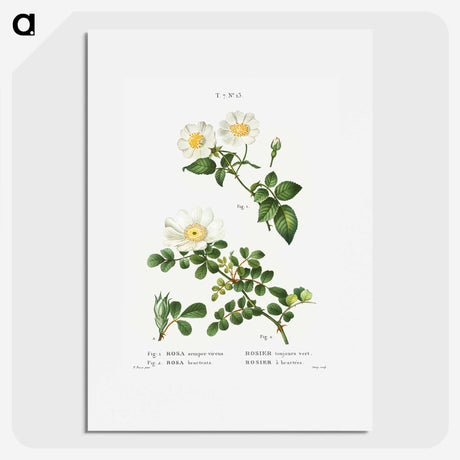 1-96_Treatise-on-Trees-and-Shrubs_picture