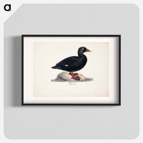 アートポスター-Male velvet scoter - ヴィルヘルム フォン ライト Poster.