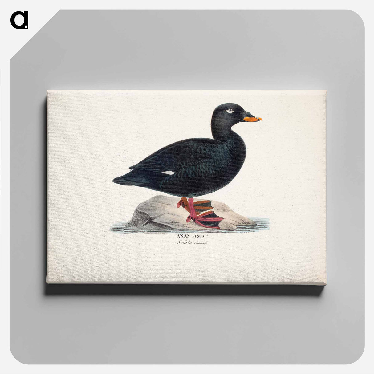 Male velvet scoter - ヴィルヘルム フォン ライト Canvas.