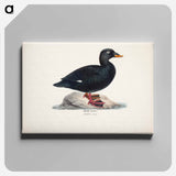 Male velvet scoter - ヴィルヘルム フォン ライト Canvas.