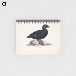 アートメモ帳-Male velvet scoter - ヴィルヘルム フォン ライト Memo.
