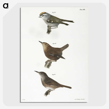 1-96_Zoology-of-New-York_picture-crop