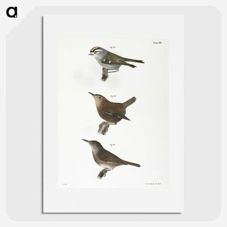 1-96_Zoology-of-New-York_picture