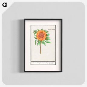 アートポスター-Sunflower - アンセルムス ボエティウス デ ブート Poster.
