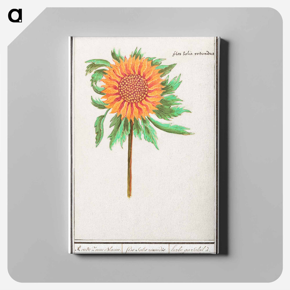 Sunflower - アンセルムス ボエティウス デ ブート Canvas.
