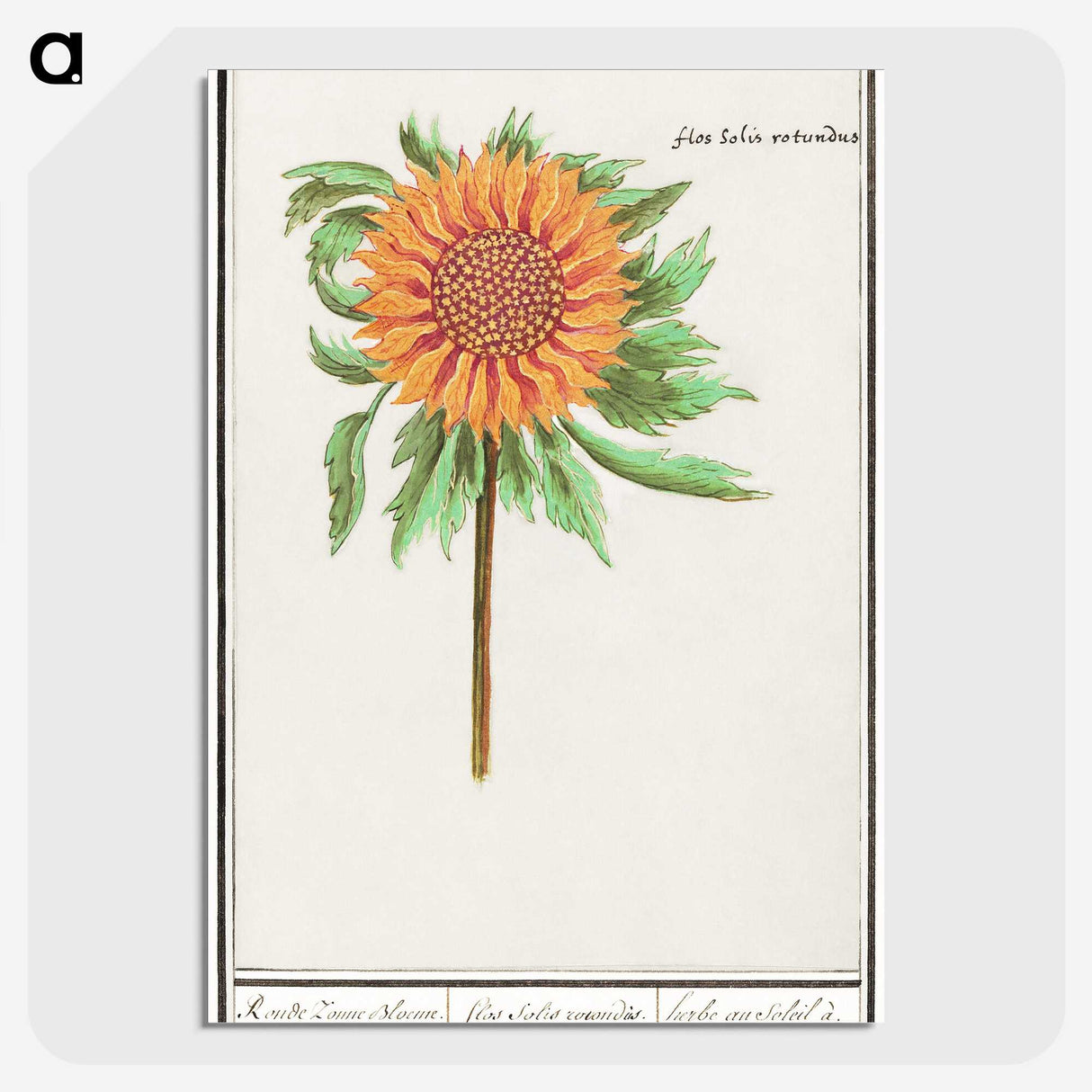 1-97_Anselmus-Boetius-de-Boodt_picture-crop