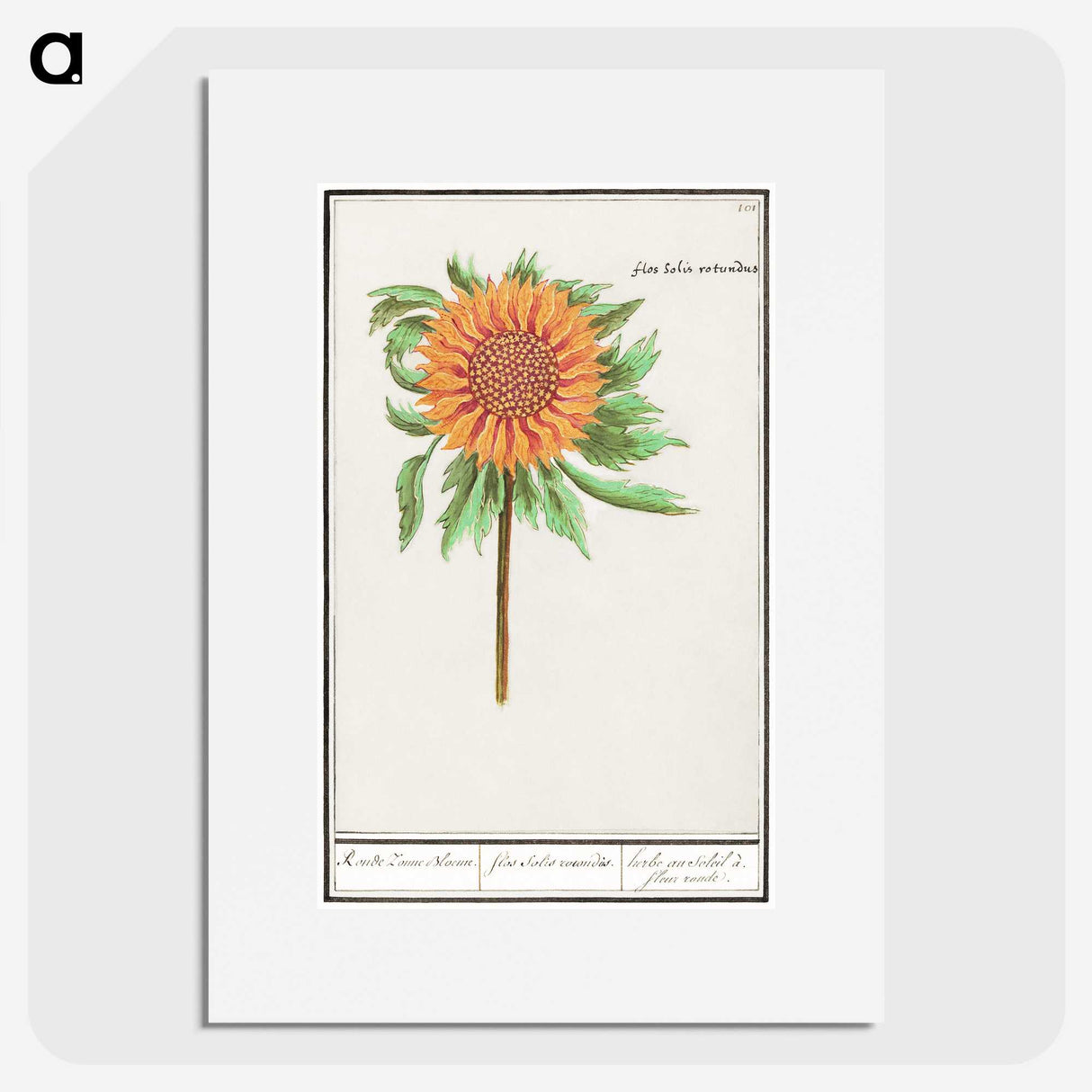 1-97_Anselmus-Boetius-de-Boodt_picture