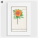 Sunflower - アンセルムス ボエティウス デ ブート Poster.