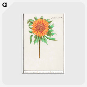 アートポストカード-Sunflower - アンセルムス ボエティウス デ ブート Postcard.