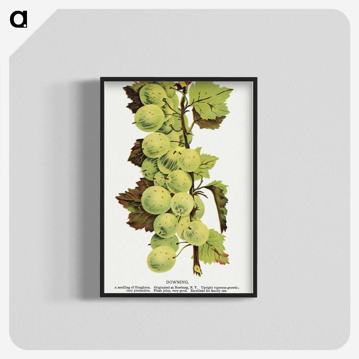 1-97_Botanical-Specimen-Plates_blk-crop